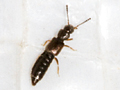 Carpelimus pusillus